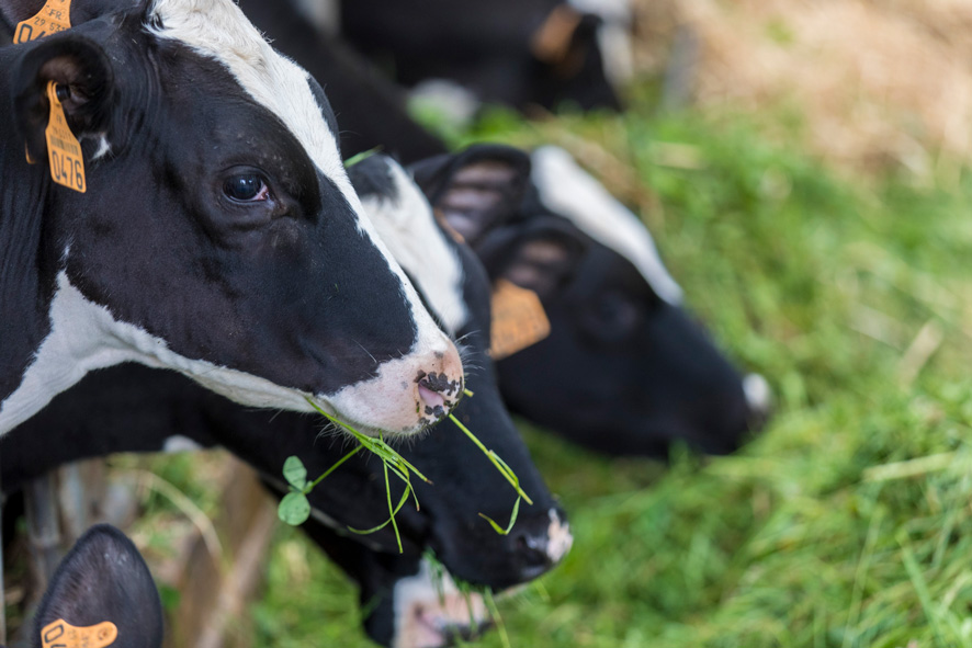 vaches broutant de l'herbe verte dans une exploitation laitière bretonne chez un producteur Le Gall
