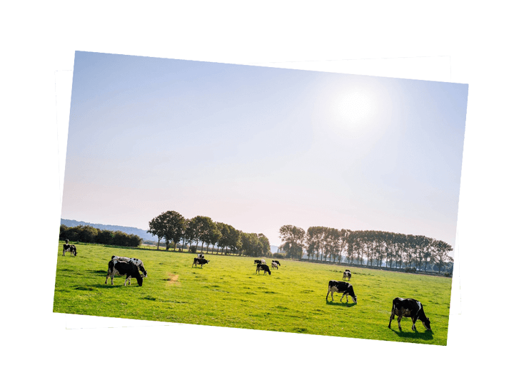 le gall est une laiterie engagée pour son territoire. vaches en pâture sous un ciel bleu et un grand soleil